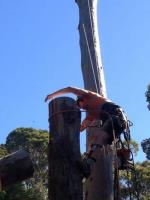 Tree Lopping Brisbane image 3